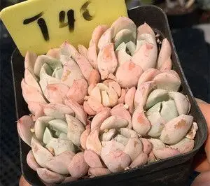 墨西哥雪球多肉