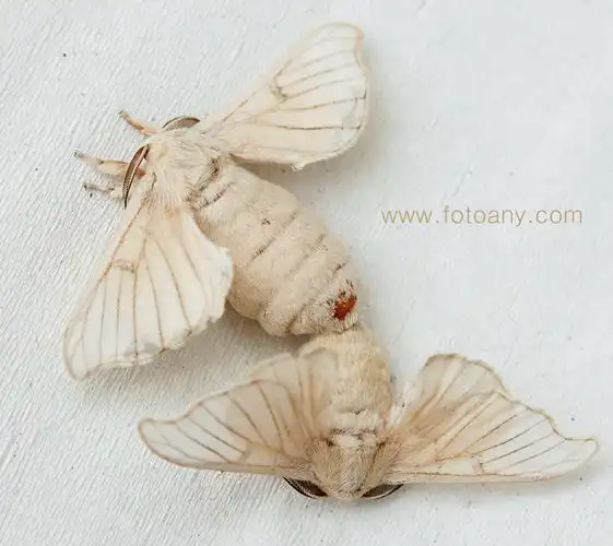 激烈竞争后成功交配的一对蚕蛾