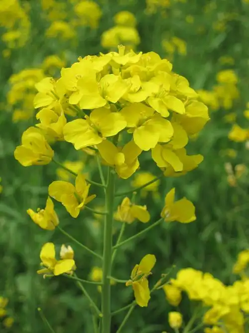 我是一朵油菜花-同学聚会在婺源图片293,江西省旅游景点,风景名胜