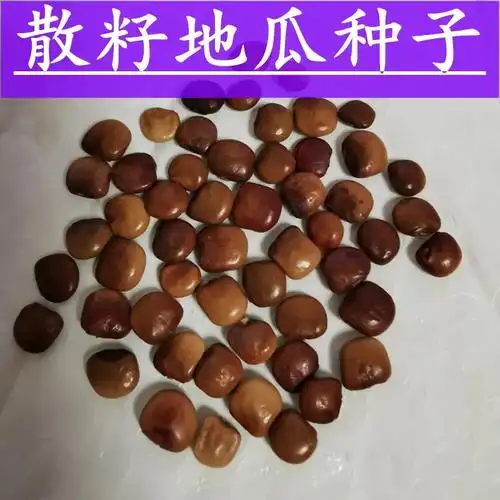 地瓜种子 木马山地瓜种籽 豆薯沙葛土瓜特大白瓤凉薯水果地瓜种子