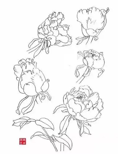 国画知识牡丹写生白描技法你学会了吗