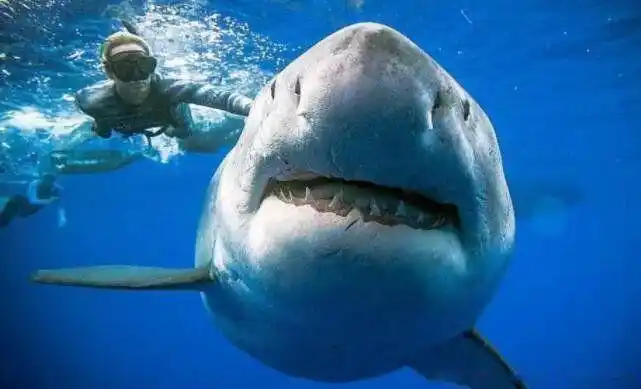 格陵兰鲨鱼寿命为什么这么长 512岁的格陵兰鲨鱼真的假的