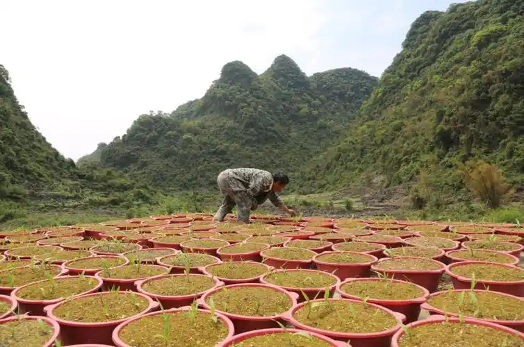 荔波茂兰:把中药材种植做成脱贫致富产业