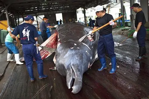 频频与鲸鱼过不去日本人特有的捕鲸文化从何而来