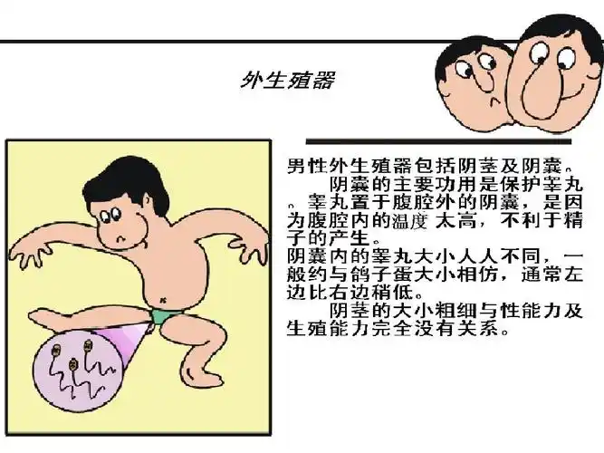 男生青春期健康教育ppt