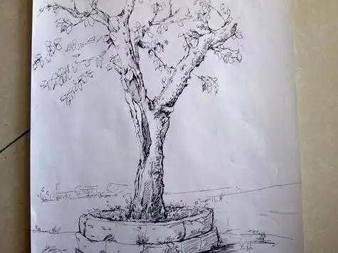 树的素描画树的素描画法步骤图