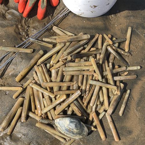 赶海工具神器挖蛏子锄头盐瓶子沙滩蛤蜊蚬子海边包邮园艺大号套装