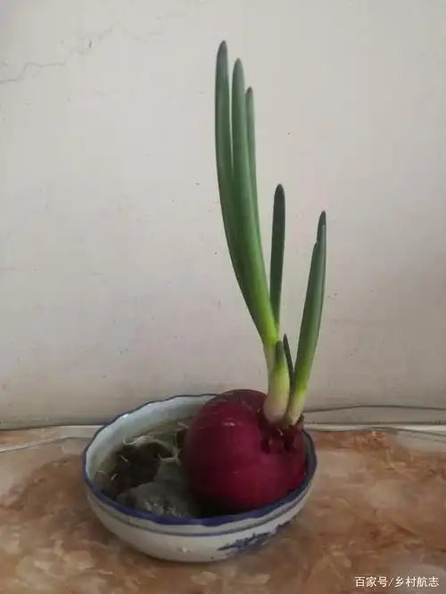 水培洋葱胜水仙