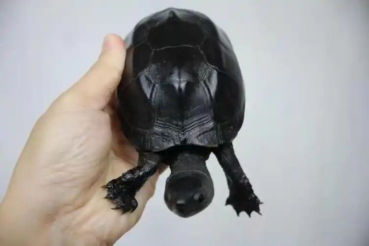 荣郁 全品黑腹墨龟苗全黑活体墨龟成年小乌龟中华草龟墨观赏龟 大老碳