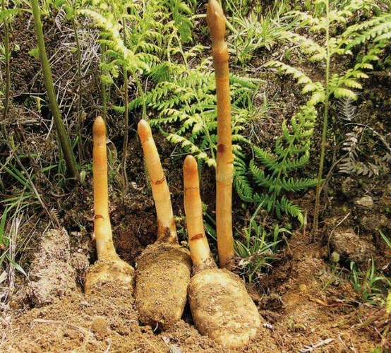 6969   天麻属兰科多年寄生草本植物,生于半阴半阳潮湿的森林中