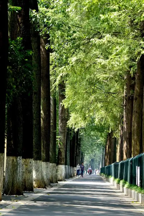 南京盛夏的行道树随拍