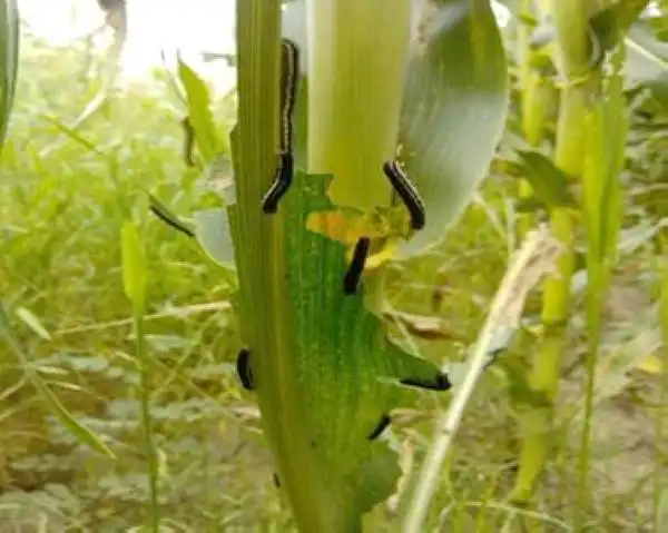 我国东北华北粘虫大暴发中保农药启动紧急防控措施