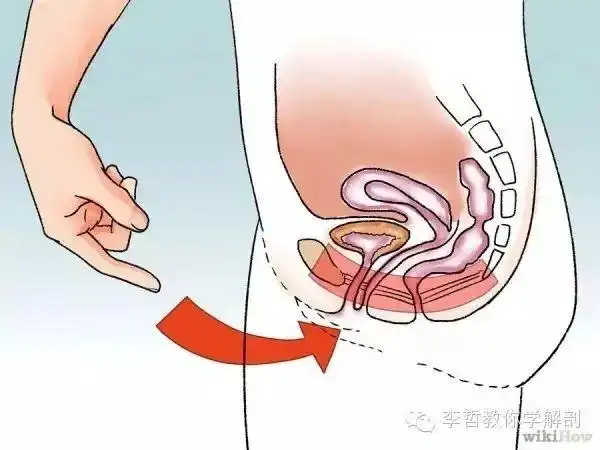 凯格尔运动正确做法最全面的凯格尔运动教程