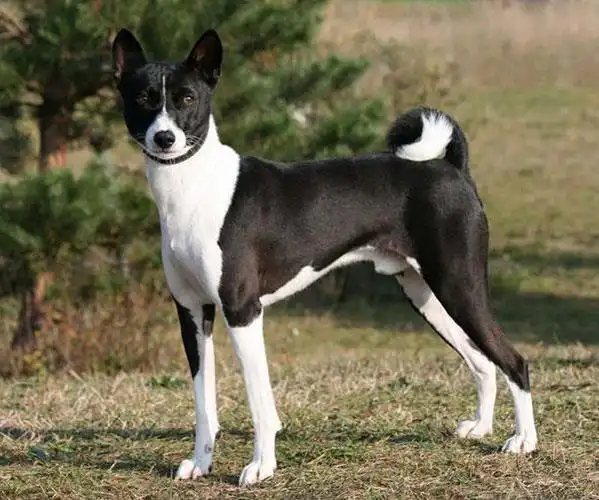 黄色少掉毛的宠物狗品种大全及图片_价格_长春宠物网