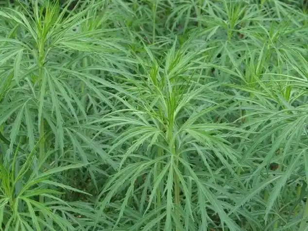 柳蒿芽是什么植物