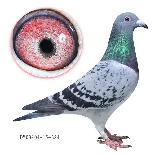 信鸽在线拍卖平台 - 中国信鸽信息网