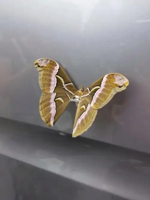 一早车上贴了个美丽的大蛾子,哟～随手一搜,原来还是个保护昆虫呀眉纹