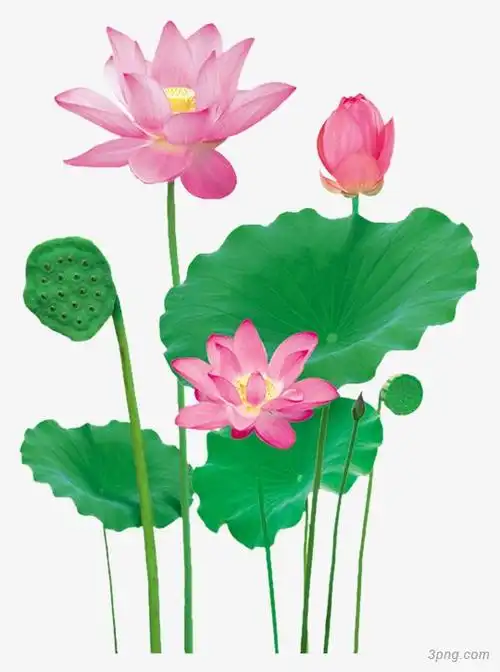 荷花二png素材透明免抠图片-其他元素