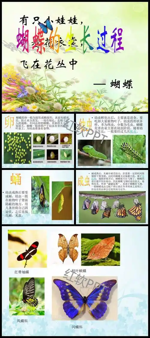 蝴蝶成长过程ppt下载