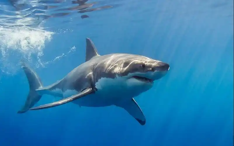 鲨鱼用什么呼吸 (全球鲨鱼种类大全)