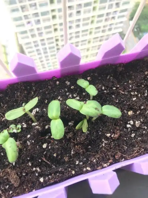 请问这些是什么植物的幼苗?