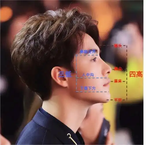 看完正面的三庭五眼,侧面呈现出的则是四高三低.