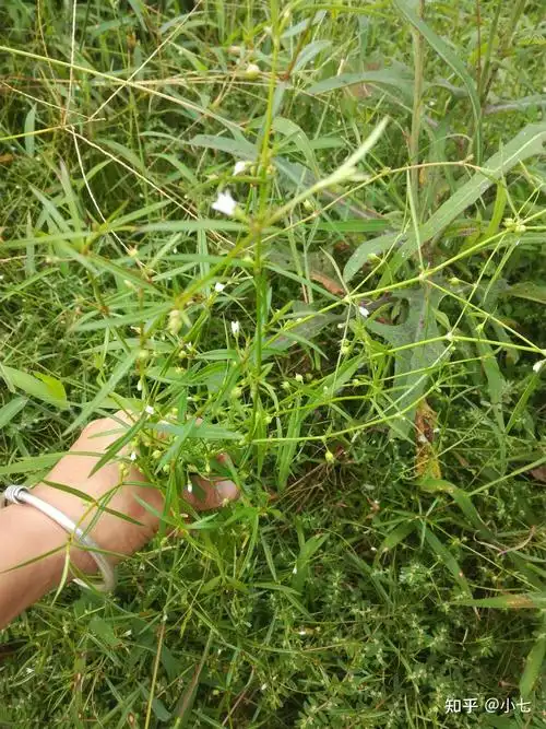 白花蛇舌草种植技术