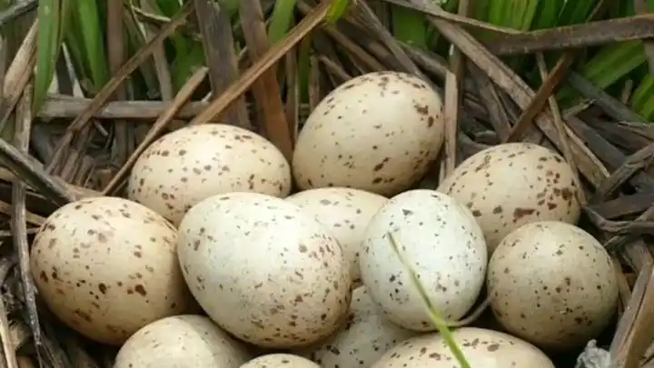 我们村口小水塘,黑水鸡下了超级多的一窝蛋,村民都视而不见