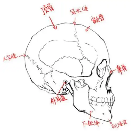 第十篇头部的画法丨阿汤哥美术教程