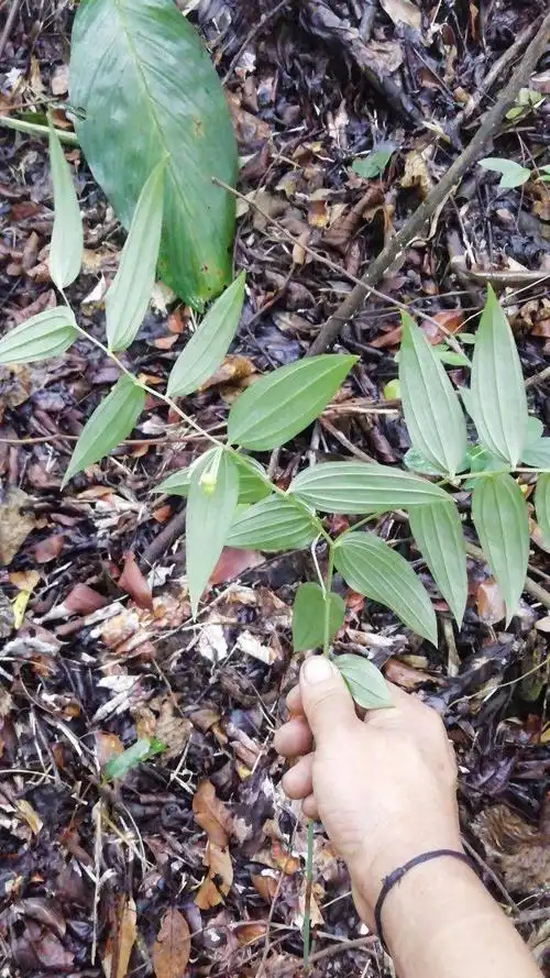 万寿竹可以净化空气可以驱蚊子也可以做中草药