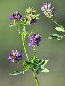 田野里盛开着紫花苜蓿照片