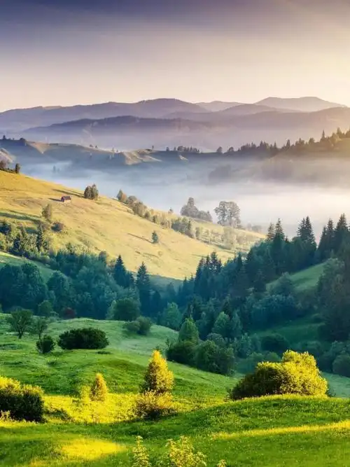 自然树木手机壁纸,桌面图片,手机锁屏壁纸 - 魔秀