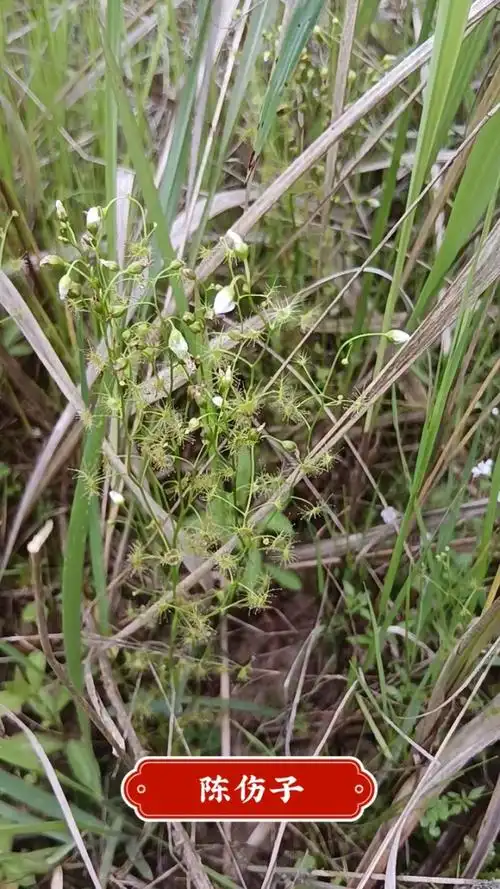 茅膏菜根球(一粒珍珠)开始采挖了,要的请预购.
