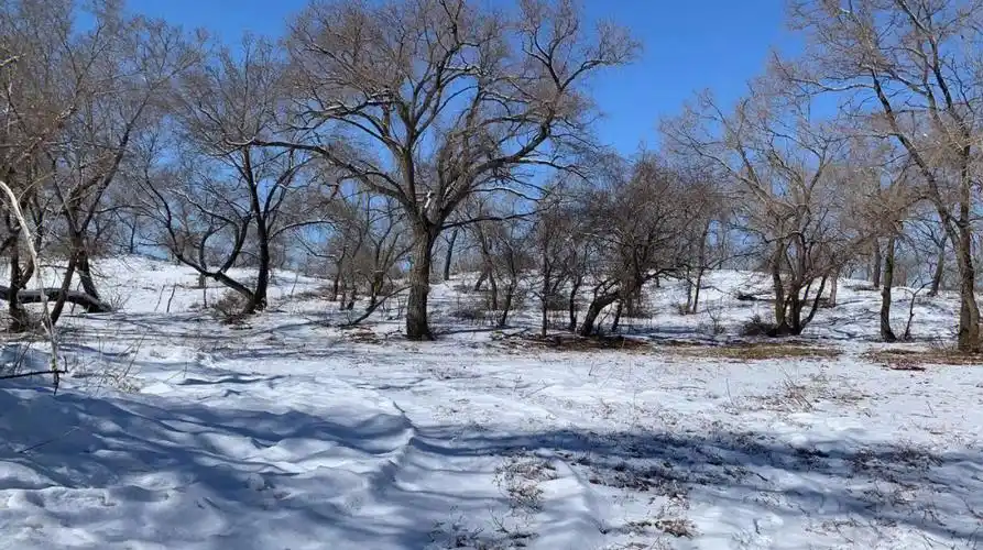 雪景拍照乡村的冬天 很少有人出来 也就显得有点冷清整个湖面都冻上