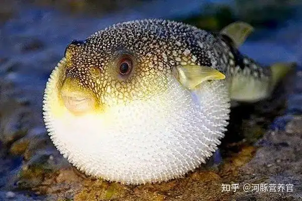 河豚的食物和种类与分布