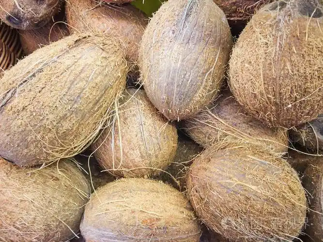 成熟新鲜椰子特写镜头