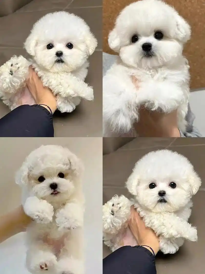 纯种比熊,定期打了二针疫苗做了体内外驱虫,纯种健康,品相佳,毛色好