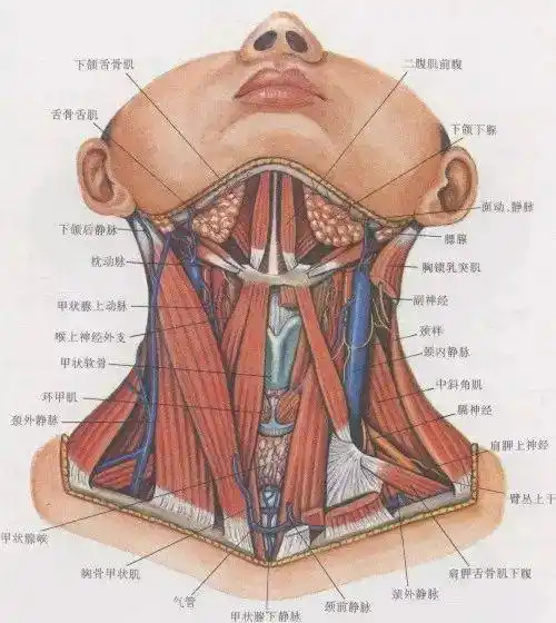 颈部解剖【看这篇就够了】