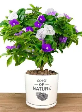 7券后月销 0iam园艺 紫茉莉创意diy小盆栽种子花盆套装室内窗台办公桌