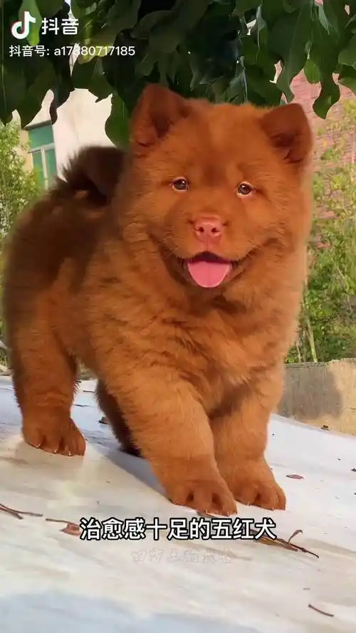 治愈感十足的五红犬这么可爱又治愈的小狗谁见谁都喜欢五红犬中华田园
