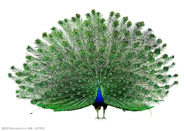 开屏孔雀png元素素材