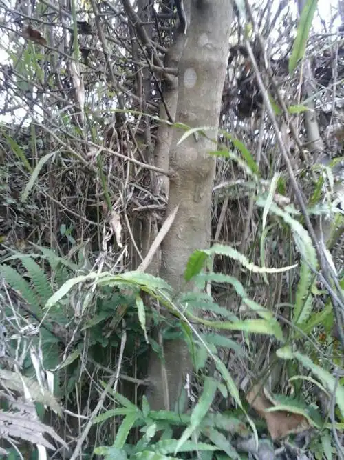 生长缓慢,一身刺,木板黄金色,收藏越久色越金黄好看