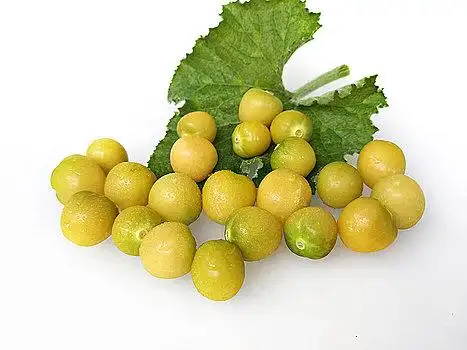 香酸,金梅,金梅果