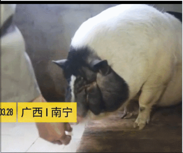 640_538gif 动态图 动图