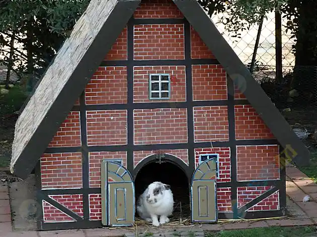 趣味小狗豪华房子高清图片下载