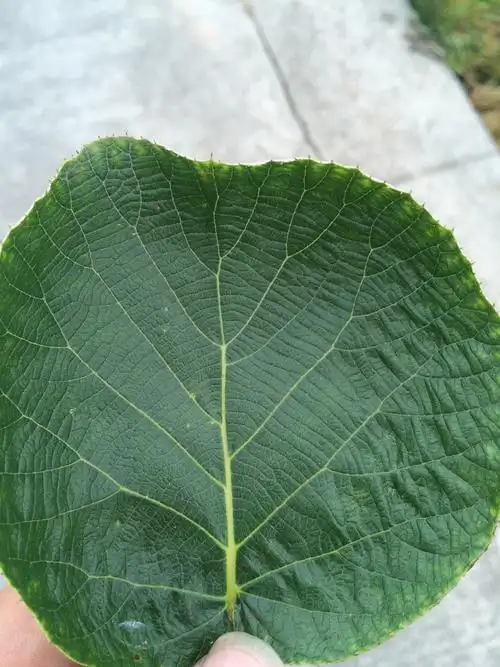 红心红阳二号猕猴桃,叶子不正常,专家请进!