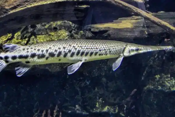 十大常见冷水观赏鱼,金鱼上榜,第二是会游泳的艺术品.