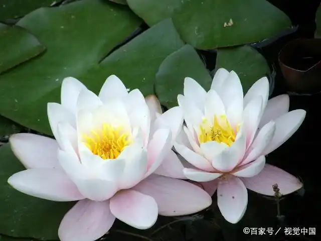 埃及国花睡莲:古埃及神话里的神圣之花