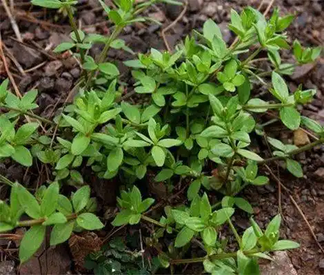 有一种参锝猩搪,又叫红参?