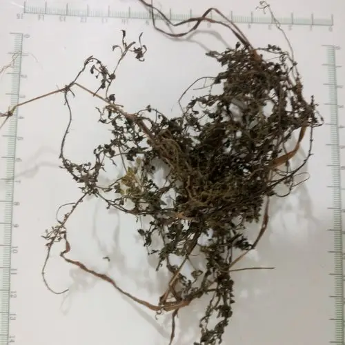 鹅不食草统广西